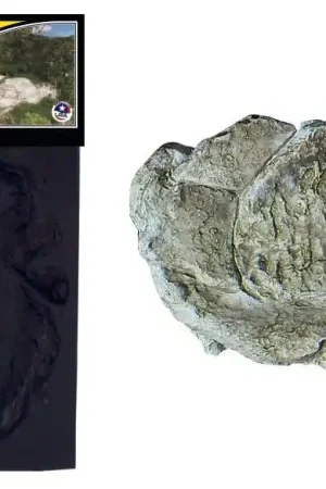 Novità C1237 Woodland Scenics Stampo in gomma per creazione rocce con massimo realismo